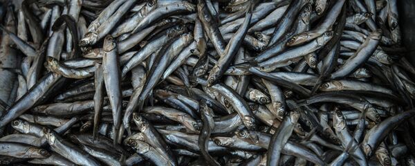 Хамса Хамса - Sputnik Грузия