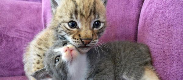 კატა და კნუტი კატა და კნუტი - Sputnik საქართველო