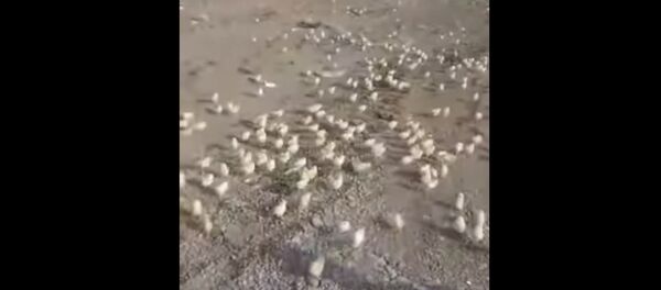 Сотни цыплят на грузинской свалке - Sputnik Грузия