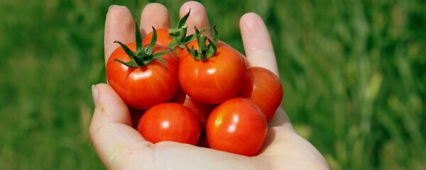 პომიდორი - Sputnik საქართველო