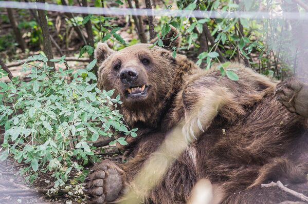 Трех медвежат привезли в новый тбилисский зоопарк два месяца назад из разных районов Грузии — Лечхуми, Цагери и Казбеги - Sputnik Грузия