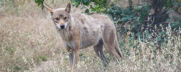 Новый зоопарк - Sputnik Грузия