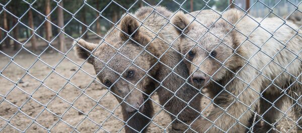 თბილისის ახალი ზოოპარკი - Sputnik საქართველო