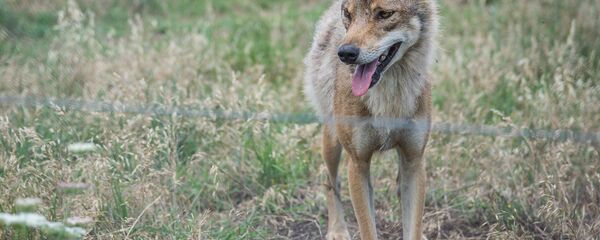 მგელი - Sputnik საქართველო