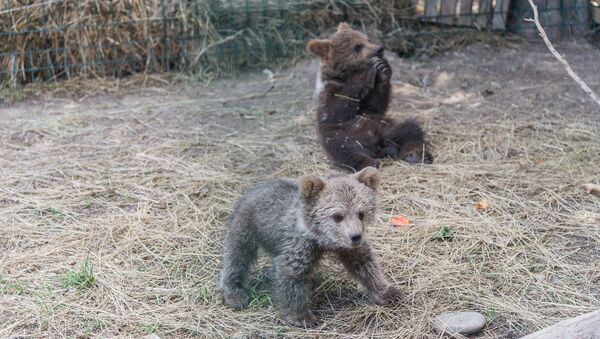 Три маленьких медвежонка стали одними из первых обитателей нового тбилисского зоопарка - Sputnik Грузия