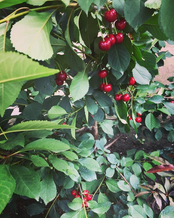  რებეკა ხუგაევა - Sputnik საქართველო