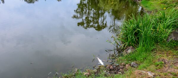 ტბა - Sputnik საქართველო