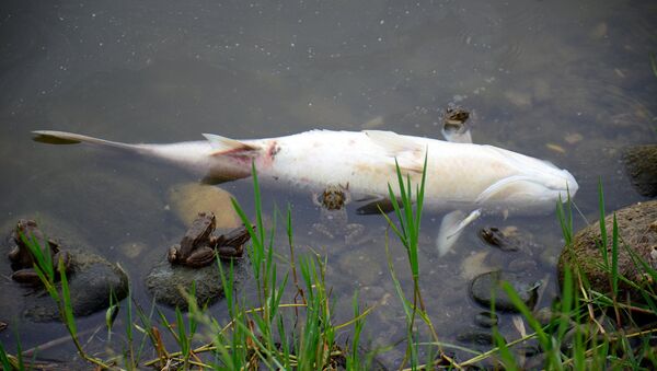 В озере в центре Батуми из-за загрязнения погибла рыба - Sputnik Грузия