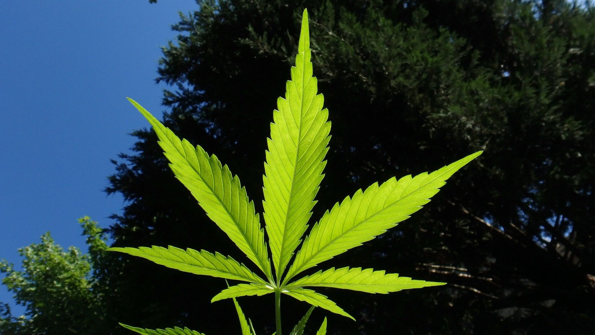 Марихуана священное растение купить марихуану в армавире
