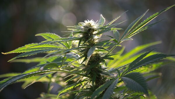 возможна ли легализация марихуаны в россии
