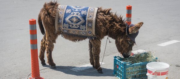 Ослик по имени Бако около храма Джвари во Мцхета ест траву - Sputnik Грузия