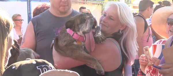 Бульдог Жа-жа признан самой уродливой собакой в мире - Sputnik Грузия