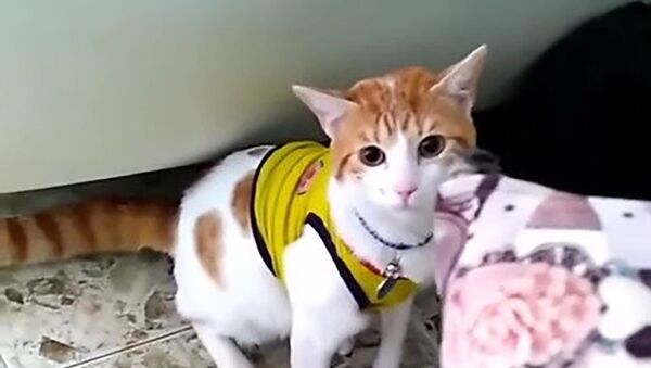 Кот, который кричит гол – это видео не оставит равнодушным - Sputnik Грузия