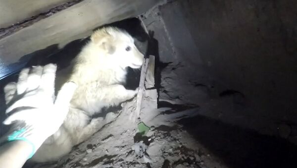 Новосибирские диггеры вытащили щенка из коллектора - Sputnik Грузия