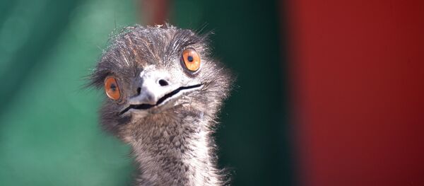 Страус - Sputnik Грузия