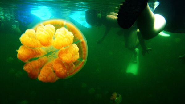 Подводное плавание в озере медуз на Палау - Sputnik Грузия