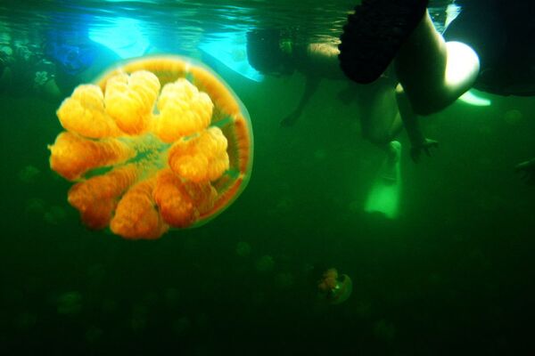 В озере обитает два вида медуз: Золотая медуза и Лунная. Медузы совершают медленные вращательные перемещения против часовой стрелки, когда плавают рядом с поверхностью озера - Sputnik Грузия