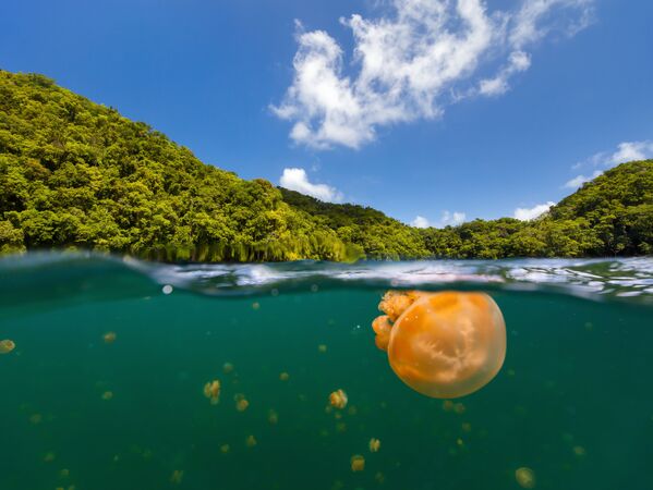Здесь насчитывают около 10 миллионов разных медуз. История этого красочного места – необыкновенна. Медузы тут разного размера: от гиганта с баскетбольный мяч до маленькой с вишню - Sputnik Грузия
