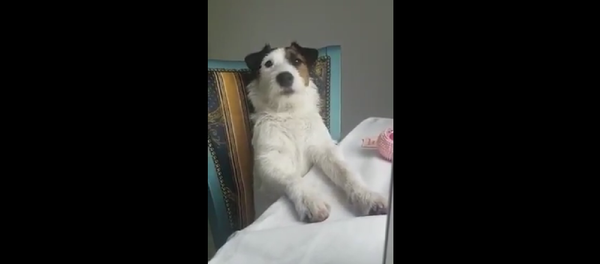 Дрожащая от стыда собака растрогала пользователей сети – умилительное видео - Sputnik Грузия