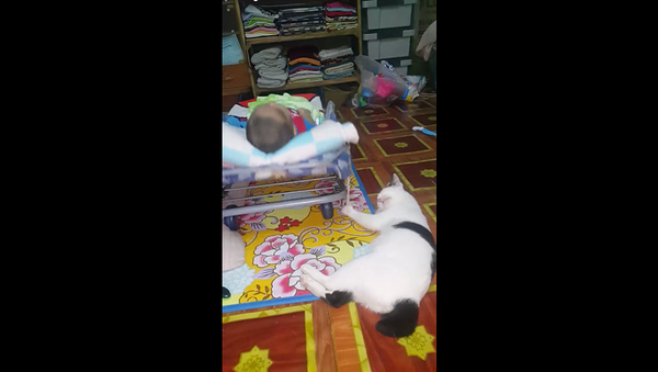 Родители сняли милое видео, как кошка укачивает их малыша - Sputnik Грузия