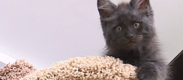 Вуки Чубакка в миниатюре или Кошка с человеческим лицом - Sputnik Грузия