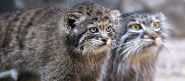 Котята манула в Новосибирском зоопарке - Sputnik Грузия