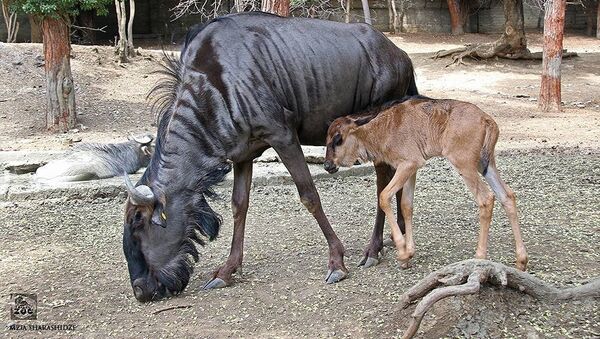 В Тбилисском зоопарке родился самец синей антилопы гну - Sputnik Грузия