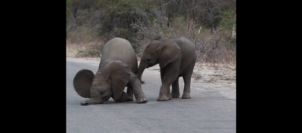 Очень милое видео, как играют маленькие слонята – 90 миллионов просмотров - Sputnik Грузия