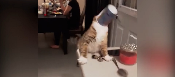 Самые смешные курьезы с животными – от этого видео можно плакать со смеха - Sputnik Грузия