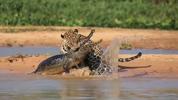 Ягуар нападает на крокодила – такого вы еще не видели - Sputnik Грузия