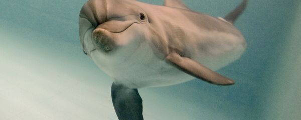 Дельфин-афалина Дельфин-афалина - Sputnik Грузия