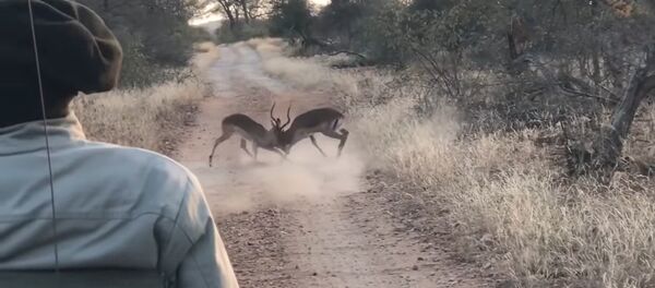 Леопард вмешался в разборки двух антилоп – невероятное видео - Sputnik Грузия