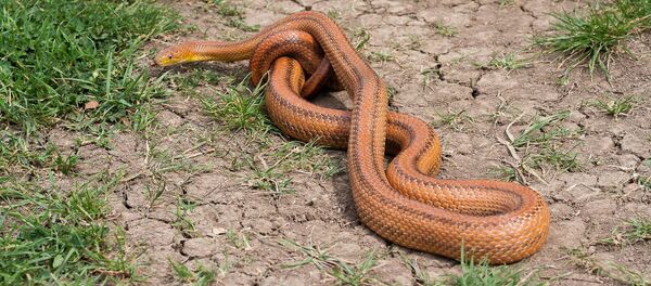 გველი გველი - Sputnik საქართველო