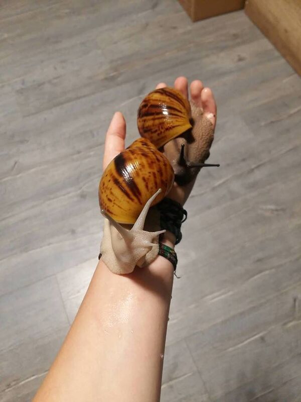 ლოკოკინები ლოკოკინები - Sputnik საქართველო