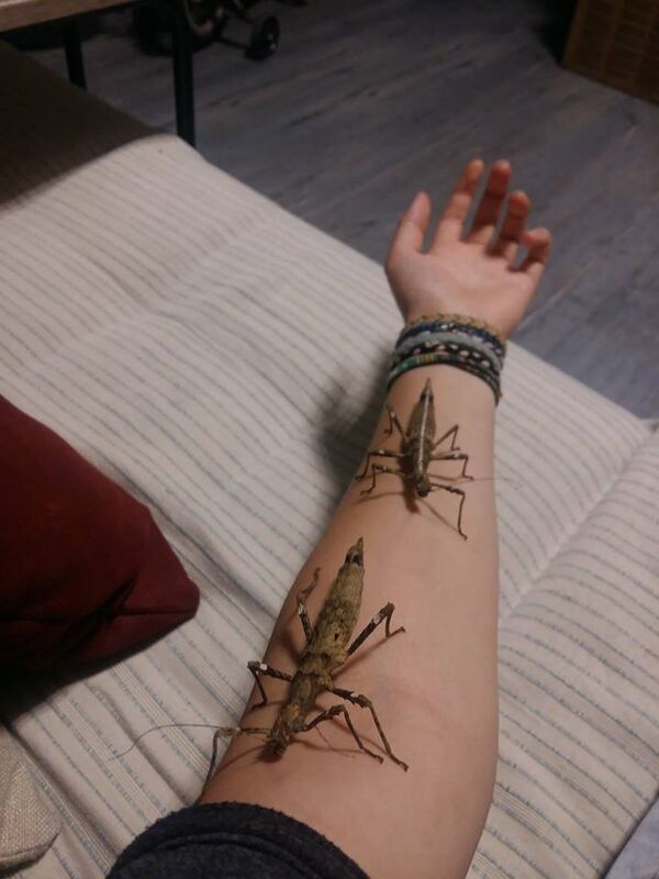 ჩხირულები ჩხირულები - Sputnik საქართველო