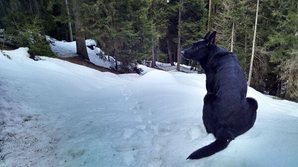 ძაღლი ძაღლი - Sputnik საქართველო