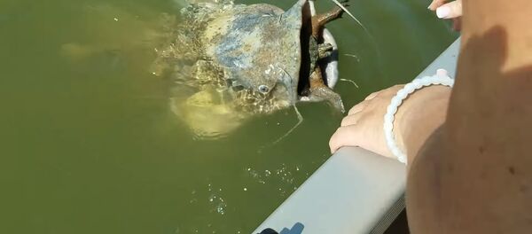 У сома во рту застряла черепаха – видео их спасения - Sputnik Грузия