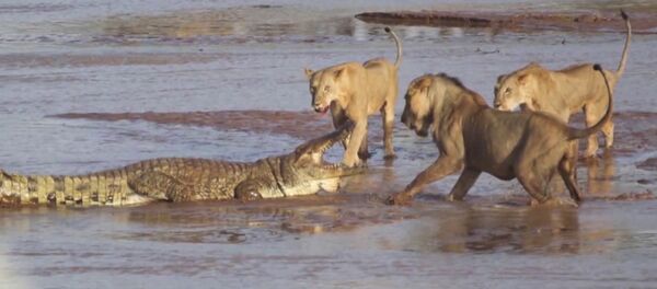 Трое львов напали на крокодила - Sputnik Грузия
