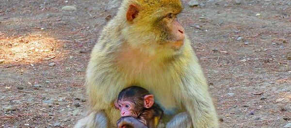 მაიმუნები თბილისის ზოოპარკში მაიმუნები თბილისის ზოოპარკში - Sputnik საქართველო