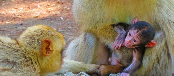 Пополнение в Тбилисском зоопарке – родилась макака - Sputnik Грузия