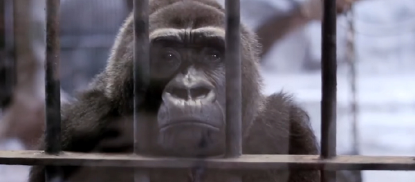 Самый грустный зоопарк в мире – видео с никому ненужными животными - Sputnik Грузия