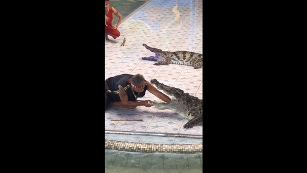 Крокодил чуть не откусил руку дрессировщику во время представления – видео - Sputnik Грузия