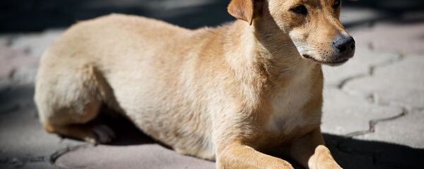 უსახლკარო ძაღლი უსახლკარო ძაღლი - Sputnik საქართველო