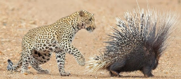 Голодный леопард против колючего дикобраза – видео зрелищной схватки - Sputnik Грузия