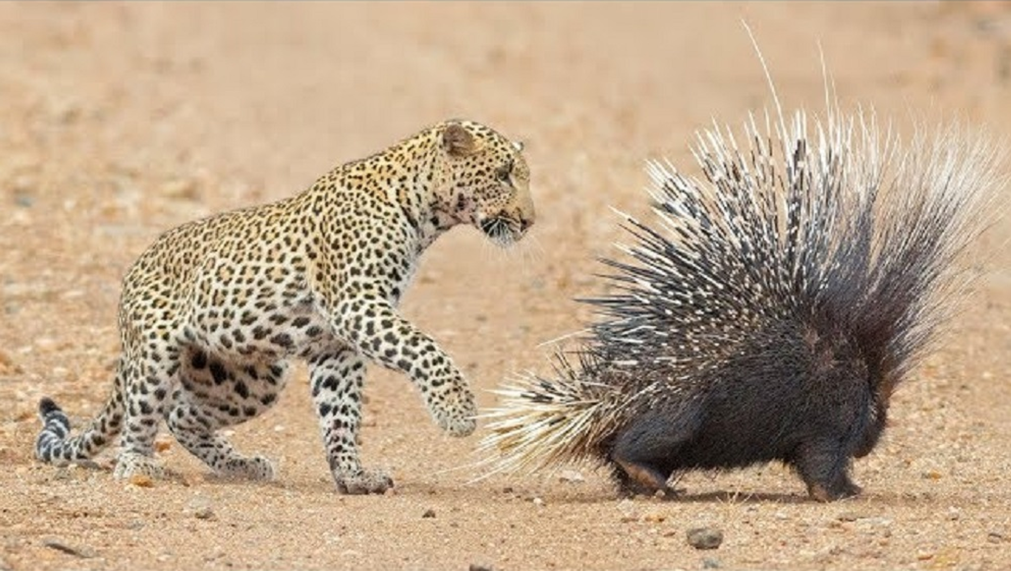 Какое животное защищает. Жираф против льва. Какое животное защищает. Леопард в иглах дикобраза. Дикобраз и гепард.