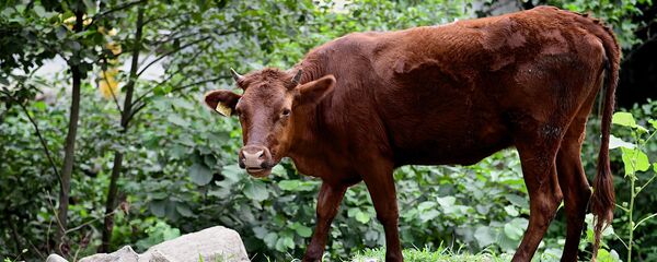 ძროხა ძროხა - Sputnik საქართველო