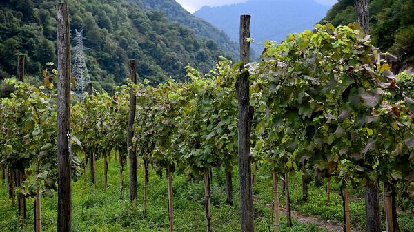 Депутат призвала фермеров Грузии активней страховать виноградники