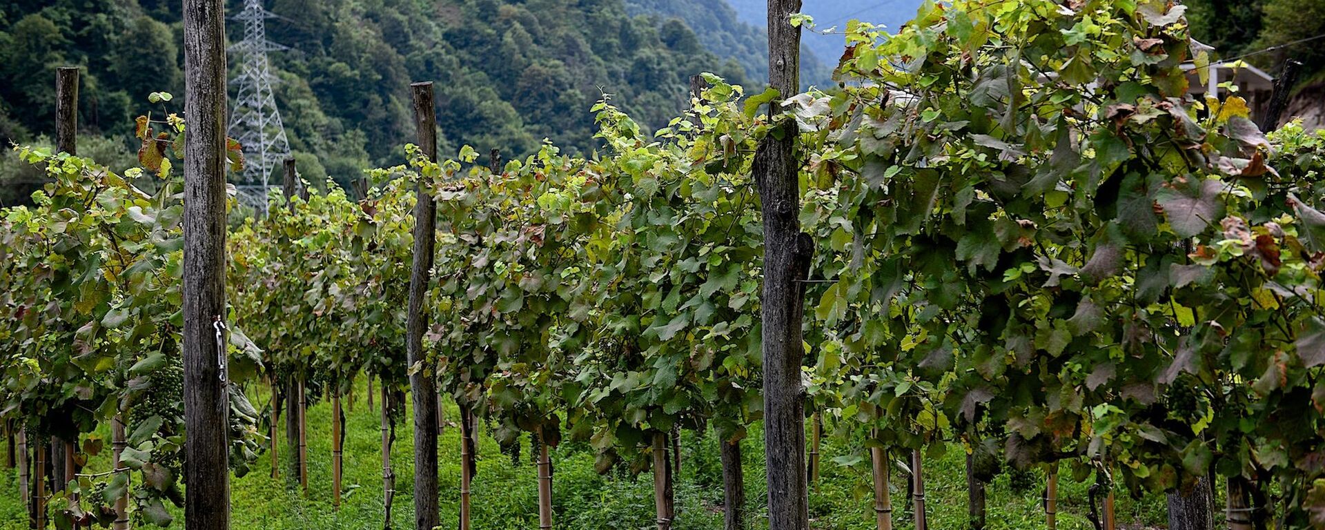 Винный дом Аджарии - Sputnik Грузия, 1920, 16.04.2026