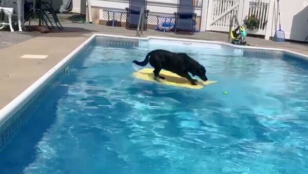 Собака на плавательной доске охотилась за мячиком в бассейне - Sputnik Грузия