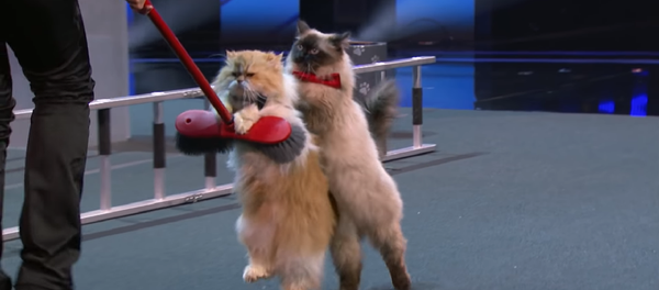 Русские дрессировщицы и их кошечки удивили всех на шоу талантов в Америке – видео - Sputnik Грузия